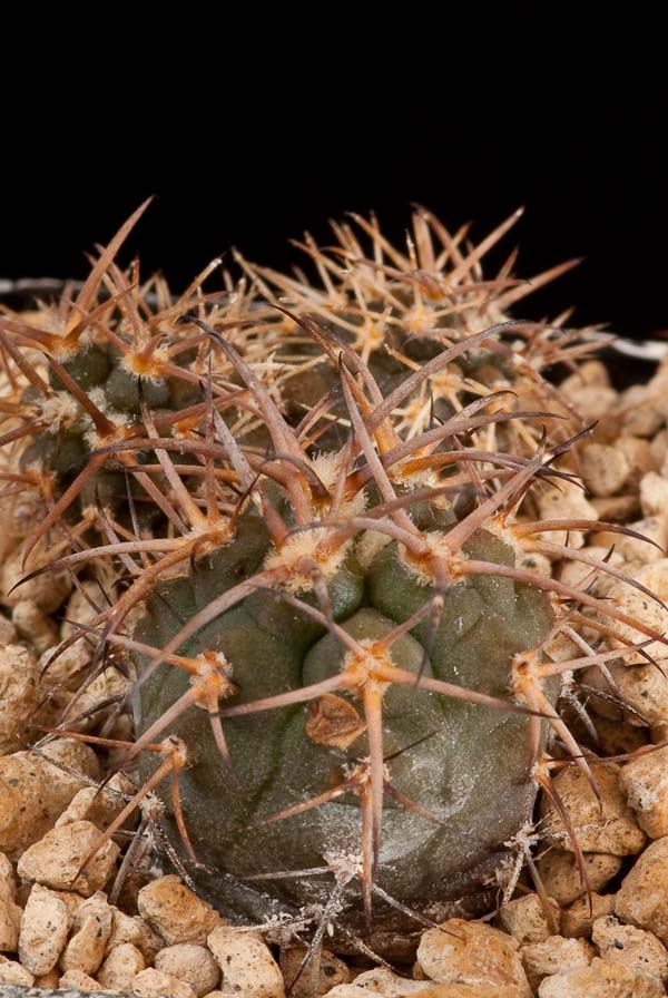 Gymnocalycium catamarcense f. montanum P 73b